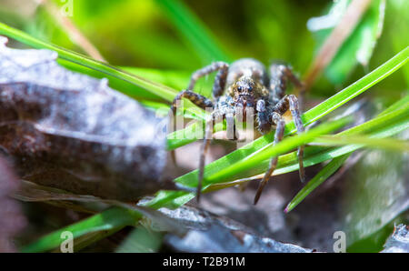 Ein wolf spider (Pardosa amentata) kriecht durch das Gras an einem sonnigen Tag an Wem Moss, Shropshire, England. Stockfoto