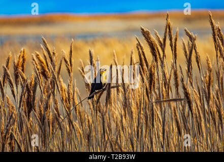 In diesem Schoß Yellow-headed blackbird (Xanthocephalus xanthocephalus) seine Frühling Song in den Feuchtgebieten von Bear River Zugvogel Zuflucht singt. Stockfoto