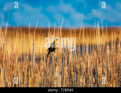 In diesem Schoß Yellow-headed blackbird (Xanthocephalus xanthocephalus) seine Frühling Song im Cattails bei Bear River Zugvogel Zuflucht singt. Stockfoto