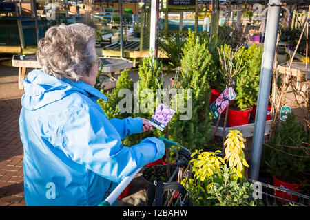 Eine Dame Rentner, Pflanzen für den Verkauf an einen Garten Center im Januar am Spiel die Preise im Vereinigten Königreich Stockfoto