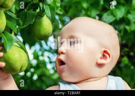 Cute kaukasische Baby Boy herauf frische reife grüne Birne von Baum im Obstgarten in hellen, sonnigen Tag. Lustig Kind an köstliche Frucht auf der Suche und wollen Stockfoto