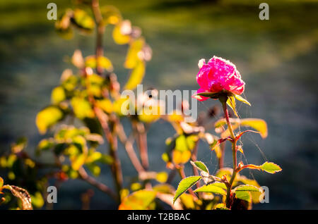 Eine mattierte Lone rosa Rose Blume in voller Blüte im Winter in Großbritannien Stockfoto