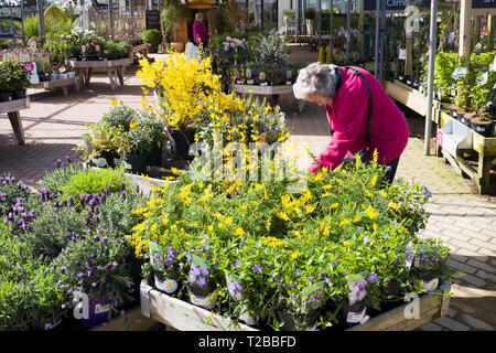 Weibliche Kunden Auswahl der Pflanzen in einem Englischen Garten Center in Wiltshire England Großbritannien im Frühjahr (Genista und forsythia Pflanzen) Stockfoto