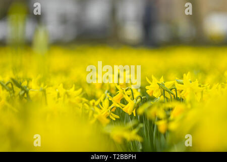 Am 1. März in der meteorologische Kalender ist der erste offizielle Tag der Frühling. Edinburgh public genießen Sie die ersten Anzeichen des Frühlings mit Schneeglöckchen und Narzissen an den Wiesen. Mit: Atmosphäre, wo: Edinburgh, Großbritannien Wann: 01 Mar 2019 Credit: Euan Kirsche / WANN Stockfoto