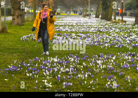 Am 1. März in der meteorologische Kalender ist der erste offizielle Tag der Frühling. Edinburgh public genießen Sie die ersten Anzeichen des Frühlings mit Schneeglöckchen und Narzissen an den Wiesen. Mit: Atmosphäre, wo: Edinburgh, Großbritannien Wann: 01 Mar 2019 Credit: Euan Kirsche / WANN Stockfoto