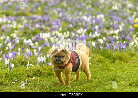 Am 1. März in der meteorologische Kalender ist der erste offizielle Tag der Frühling. Edinburgh public genießen Sie die ersten Anzeichen des Frühlings mit Schneeglöckchen und Narzissen an den Wiesen. Mit: Atmosphäre, wo: Edinburgh, Großbritannien Wann: 01 Mar 2019 Credit: Euan Kirsche / WANN Stockfoto