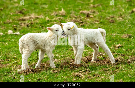 Lämmer zu lambing-Zeit. Zwei junge/Lämmer einander im Frühling nuzzling. Yorkshire Dales, England. Landschaft, Horizontal, Platz für Kopieren. Stockfoto