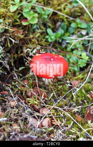 Psathyrella emetica Pilz, allgemein bekannt als die sickener, Übelkeit oder Erbrechen psathyrella Psathyrella Stockfoto