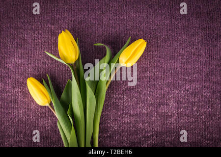 Drei frisch gelbe Tulpen auf Violett gestrickt Hintergrund Stockfoto