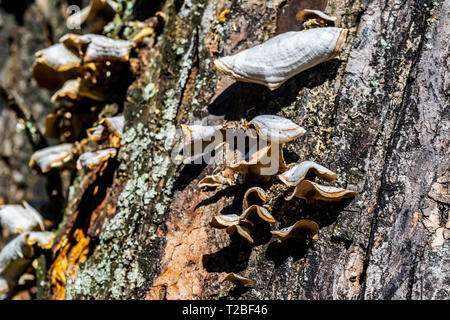 Pilze Cluster wächst am Baum Stockfoto
