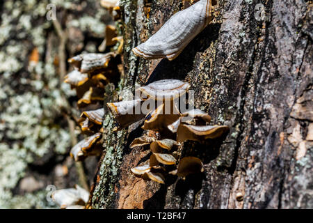 Pilze Cluster wächst am Baum Stockfoto