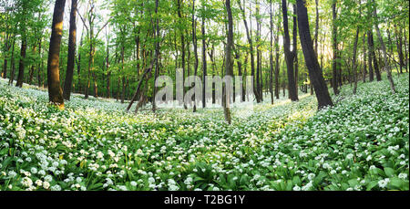 Frühlingswald mit blühenden weißen Blüten. Wilder Knoblauch Stockfoto