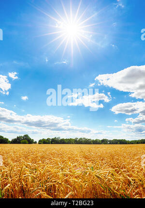 Gold Weizen flied mit Sonne, Landschaft, Landwirtschaft Stockfoto