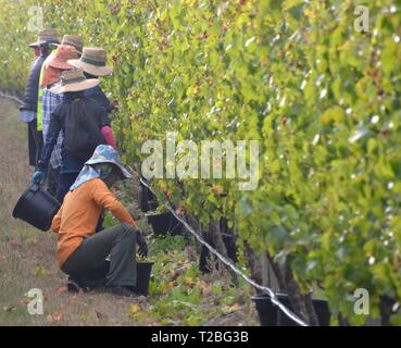 Migrant obstpflücker Kommissionierung Trauben auf einem Weingut auf der Mornington Halbinsel in Australien Stockfoto