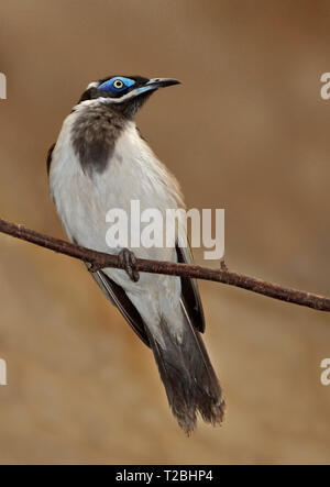 Blaue konfrontiert-Honigfresser (Entomyzon Cyanotis) Stockfoto