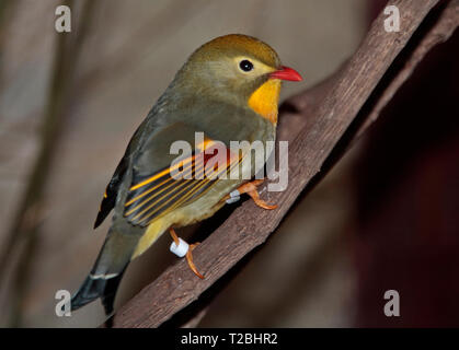 Pekin Robin (Leiothrix Lutea) Stockfoto