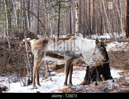 Tofalar Rentier mit gesägten Hörner. Pet im Tofalaria. Irkutsk Region. Ostsibirien Stockfoto
