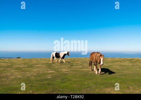 Schwarz und Weiß und Chestnut Mountain Ponys Hay-on-Wye Powys UK. März 2019 Stockfoto