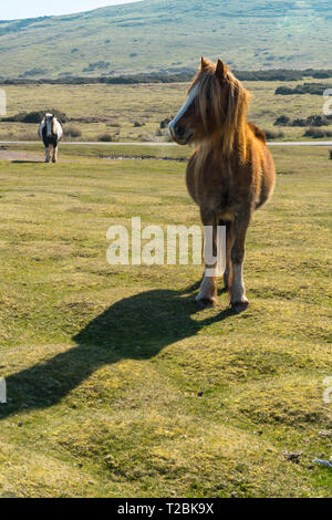 Schwarz und Weiß und Chestnut Mountain Ponys Hay-on-Wye Powys UK. März 2019 Stockfoto