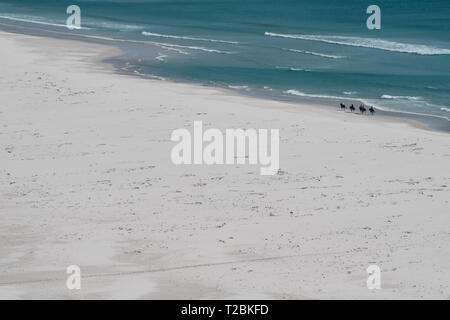 Reiter Sie einen Spaziergang am Strand von Noordhoek, Western Cape Stockfoto