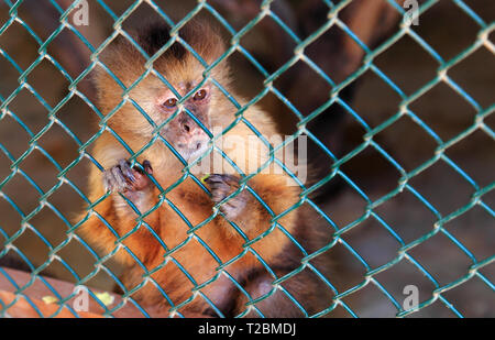 Nahaufnahme einer gerettet Kapuziner Affen (Gattung: Cebus), die aus ihrem Gehäuse bei Philips Tier Garten, Noord, Aruba. Stockfoto