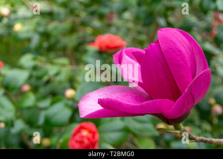 Nahaufnahme eines Magnolia Susan (Magnolia liliiflora) Blüte mit großen Purpur Blütenblätter auf einen Ast. Stockfoto