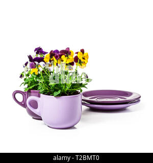 Stiefmütterchen Blumen in Kaffeetassen auf weißem Hintergrund Freistellungspfad getrennt ausgewiesen. Spring Garden Viola tricolor Pflanzen als Gestaltungselement und Ostern fei Stockfoto