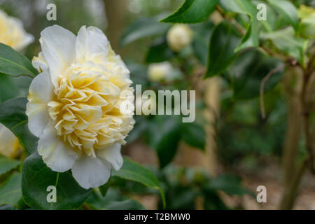Nahaufnahme einer Blüte weiss Camellia japonica (Shokko Nishiki) Blüte mit grünen Blättern im Frühjahr. Stockfoto