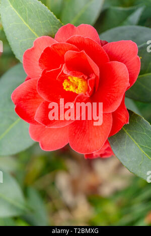 Nahaufnahme einer roten Camellia Freiheit Bell (Japanische Kamelie) mit grünen Blättern. Anzeigen eines roten Kamelien blühen. Stockfoto