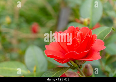 Nahaufnahme einer roten Camellia Freiheit Bell (Japanische Kamelie) mit grünen Blättern. Anzeigen eines roten Kamelien blühen. Stockfoto