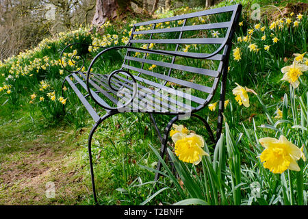 Eine Bank umgeben von Narzissen im Feld der Dora, Rydal, Lake District, Cumbria Stockfoto