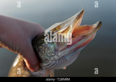 Hecht in Fisherman's Hand, kleine Schärfentiefe Stockfoto