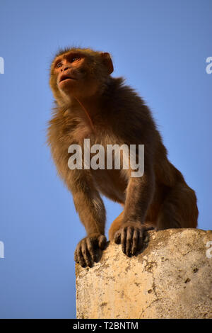 Monkey, Monkey Tempel, Galtaji, Jaipur, Rajasthan, Indien Stockfoto