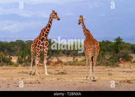Zwei Netzgiraffen, Giraffa camelopardalis reticulata, treffen sich männlich und weiblich. Ol Pejeta Conservancy, Kenia. Trockene afrikanische Savanne Stockfoto