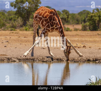 Netzgiraffe, Giraffa camelopardalis reticulata, streckt Beine und Hals, um Wasser aus dem Wasserloch zu trinken. Ol Pejeta Conservancy, Kenia, Afrika Stockfoto