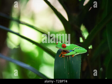 Red Eyed Tree Frog beruht auf der Kurve einer hängenden breiten dunklen grünen Zweig Stockfoto