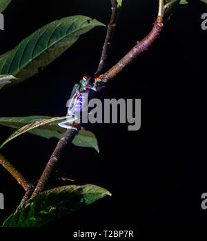 Zwei Red-Eyed Tree frogs feine einander in einer einsamen Nacht und eine weitere Generation starten Stockfoto