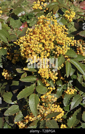 Anlage von Mahonia aquifolium, mahonie, in voller Blüte Stockfoto