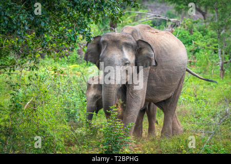 Tief im Inneren Udawalawe National Park in der südlichen Provinz von Sri Lanka, ein verspieltes Baby Elefant von einem anderen Mitglied der Herde lernt. Stockfoto