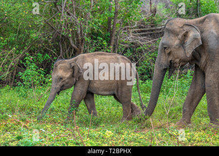 Tief im Inneren Udawalawe National Park in der südlichen Provinz von Sri Lanka, ein verspieltes Baby Elefant von einem anderen Mitglied der Herde lernt. Stockfoto