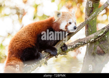 Ein Roter Panda halten auf einem Zweig eines Baumes Stockfoto