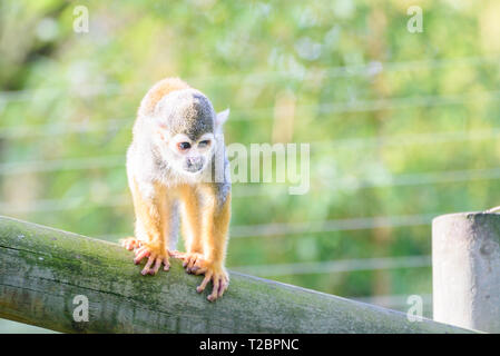 Ein Eichhörnchen Affe stehend auf einem Holzbalken in der Sonne Stockfoto