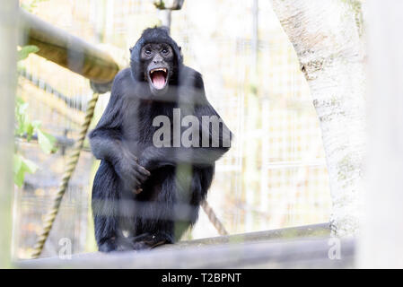 Ein spider Monkey zeigen ihre Zähne mit ihren Mund weit geöffnet Stockfoto