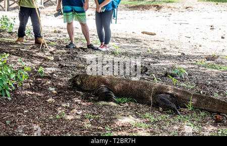 Touristische begleitet von Park Ranger beobachten ruhenden Komodo Dragon Varanus komodoensis, der größte lebende Echse der Welt. Insel Rinca Indonesien Stockfoto