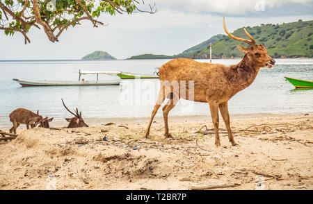 Braun Hirsche, angegriffen und am Hals von Komodo Dragon gebissen, am Strand entdeckt, Rinca, Komodo National Park, Indonesia. Timor rusa Hirsche. Stockfoto