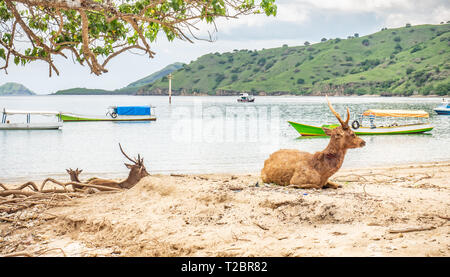 Braun Hirsche, angegriffen und am Hals von Komodo Dragon gebissen, am Strand entdeckt, Rinca, Komodo National Park, Indonesia. Timor rusa Hirsche. Stockfoto