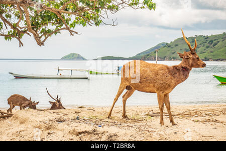 Braun Hirsche, angegriffen und am Hals von Komodo Dragon gebissen, am Strand entdeckt, Rinca, Komodo National Park, Indonesia. Timor rusa Hirsche. Stockfoto