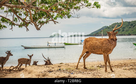 Braun Hirsche, angegriffen und am Hals von Komodo Dragon gebissen, am Strand entdeckt, Rinca, Komodo National Park, Indonesia. Timor rusa Hirsche. Stockfoto