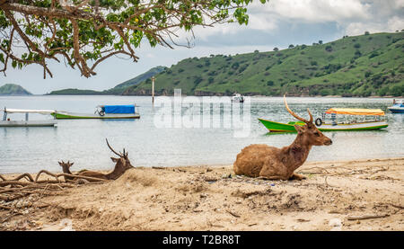 Braun Hirsche, angegriffen und am Hals von Komodo Dragon gebissen, am Strand entdeckt, Rinca, Komodo National Park, Indonesia. Timor rusa Hirsche. Stockfoto