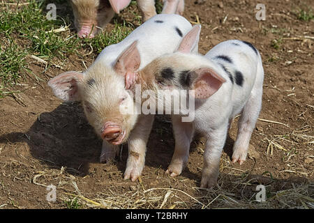 Gloucester alten spot Ferkel Stockfoto